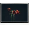 - Plakat - Dark red - Fotoplakat - 30x40 cm*Applicata Clearance