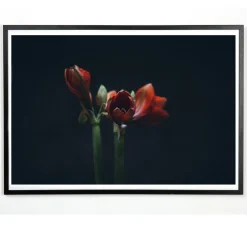 - Plakat - Dark red - Fotoplakat - 30x40 cm*Applicata Clearance