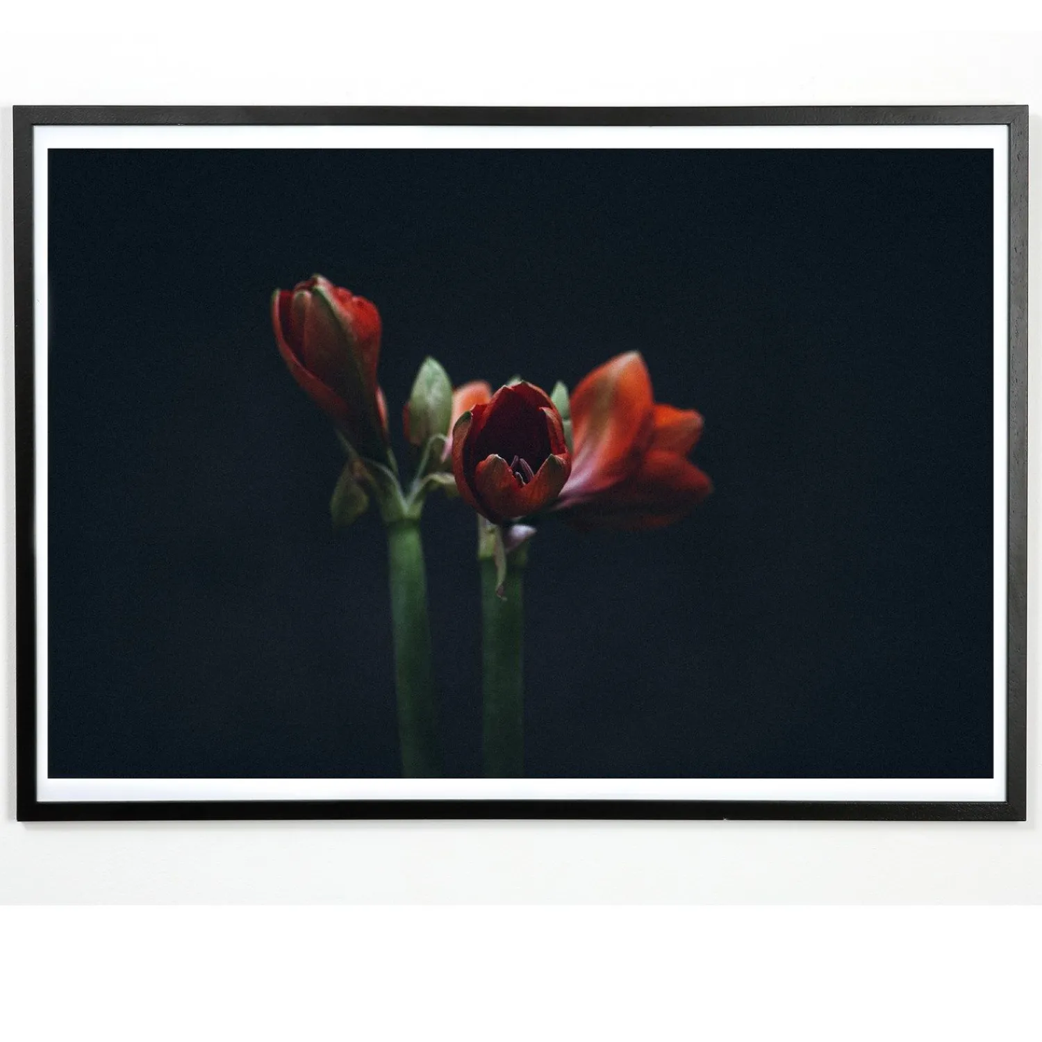 - Plakat - Dark red - Fotoplakat - 30x40 cm*Applicata Clearance