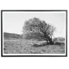 - Plakat - Windy tree - Sort/Hvid - 30x40 cm^Applicata
