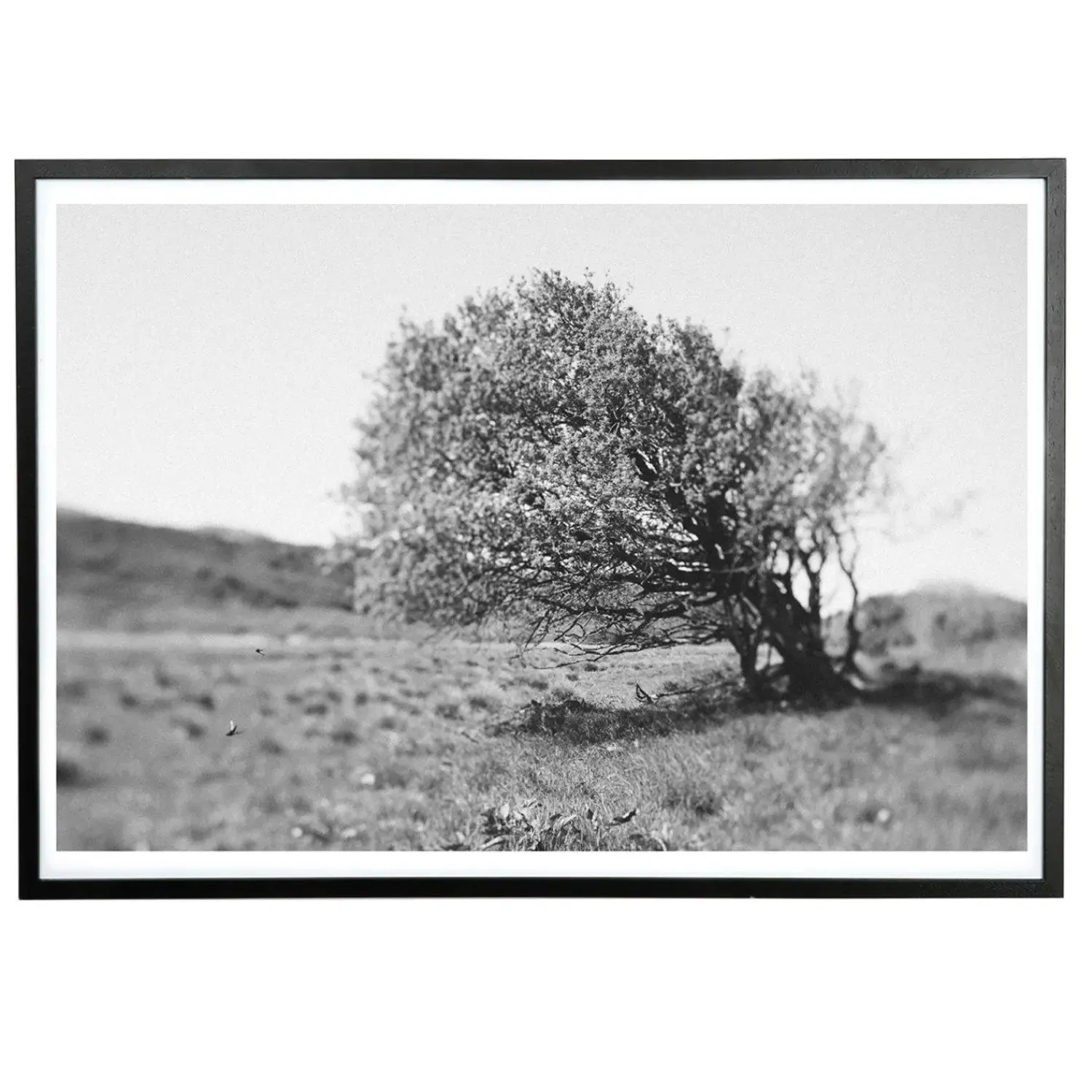 - Plakat - Windy tree - Sort/Hvid - 30x40 cm^Applicata