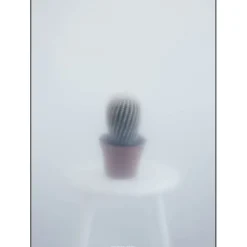 - Ball Cactus II - poster 50x70 cm^Kristina Dam Online