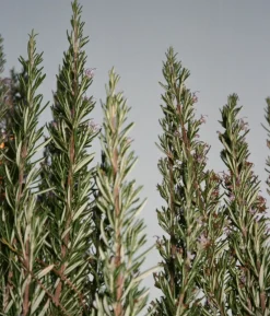 - Flydende Hånd- og kropssæbe - Salvie/Rosmarin/Lavendel - 240 ml*L:A Bruket Online