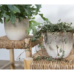 - Mia potte, lille*La Vida Sale