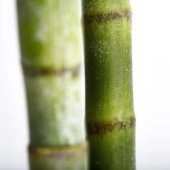 - Flora kentia palme H185 cm. grøn^Lene Bjerre New