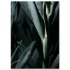 plakat - Plants plakat Blue Succulent 1 A3*Martin Moore Best