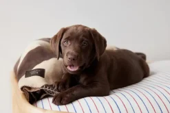 Zoo - Milo Ternet Hundepude - Small - Clay Melange*OYOY Online