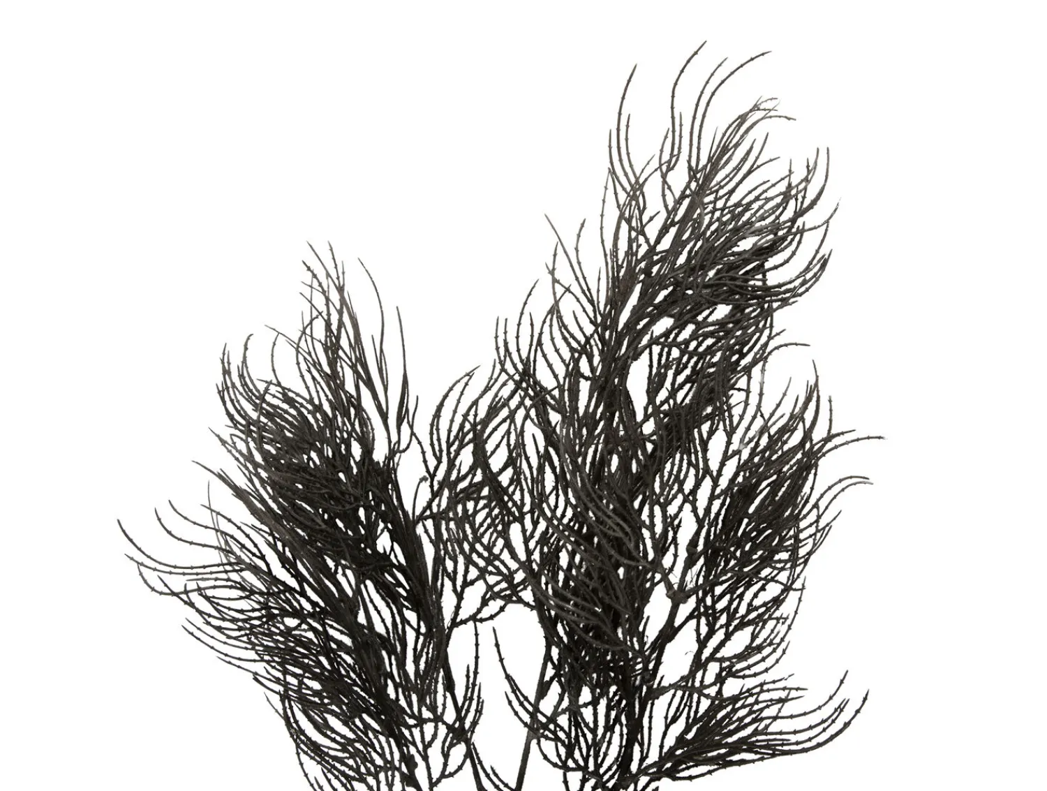 - Artificial plant Asparagus Fern Stem black^Present time Clearance