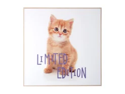 - Wall art kitten Limited Edition purple*Present time New