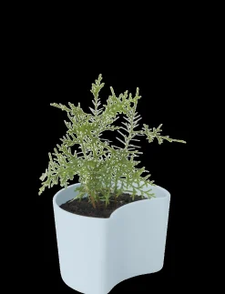 - YOUR TREE plantepotte med birkefrø blue^RIG-TIG Best