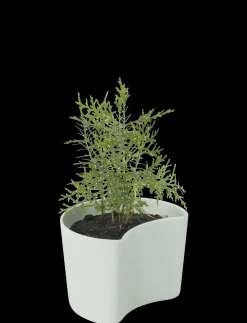 - YOUR TREE plantepotte med birkefrø green^RIG-TIG Sale