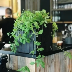 - Plantekasse - GrowON - Sort Ask*Squarely Copenhagen Online