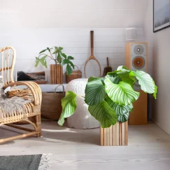 - Plantekasse - GrowON - Ask Natur^Squarely Copenhagen Clearance