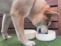 - Hundemadskål - Cremefarvet - 16x5,5 cm*tadazhi Hot