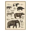 - Plakat 30x40 cm. - Animalia #5101 - Papir^The Dybdahl Outlet