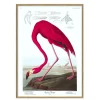 - Plakat 30x40 cm. - American Flamingo - Papir*The Dybdahl Outlet