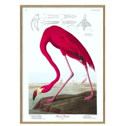 - Plakat 50x70 cm. - American Flamingo - Papir^The Dybdahl Discount