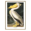 - Plakat 30x40 cm. - American White Pelican - Papir*The Dybdahl Best