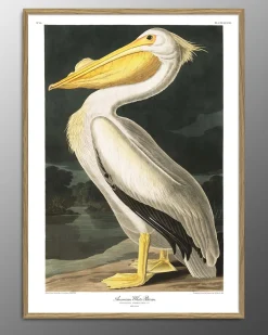 - Plakat 30x40 cm. - American White Pelican - Papir*The Dybdahl Best