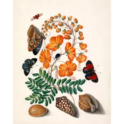 - Plakat 50x70 cm - Two Butterflies, Orange Flower & Seashells - Papir^The Dybdahl Online