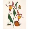 - Plakat 30x40 cm - Orange Lillies, Insects and a Shell - Papir^The Dybdahl Best