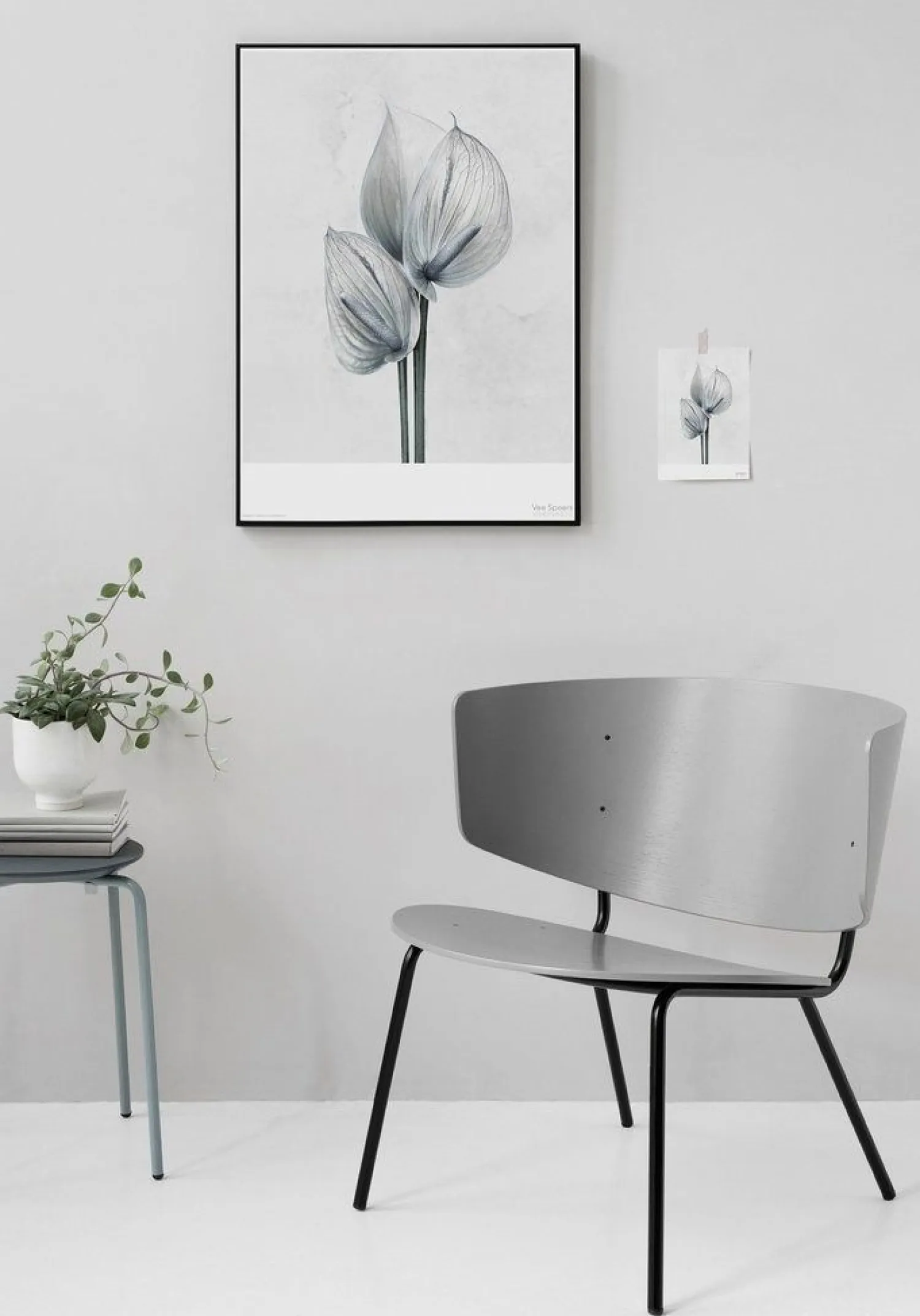 - Plakat Botanica Anthurium Andraeanum - (50x70 cm)^VISSEVASSE Hot